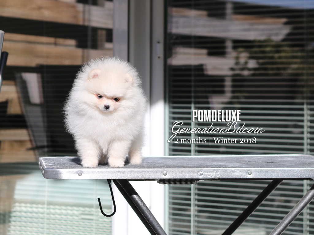 pomeranian puppy