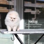 pomeranian puppy